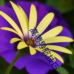 高德導航技巧