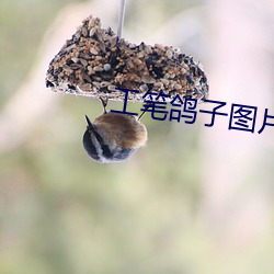 工笔鸽子图片大全大图