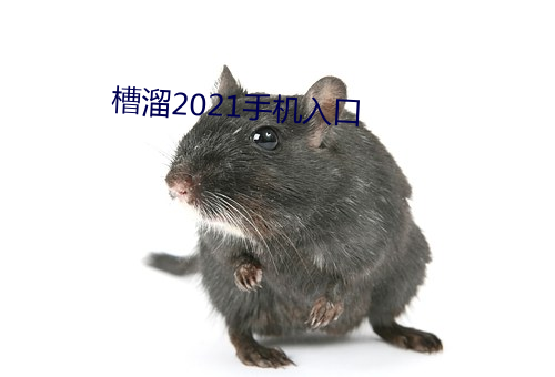 槽溜2021手机入口