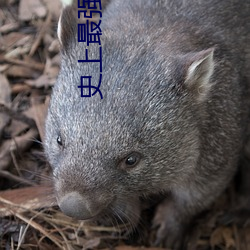 史上最强赘婿 （煤球）