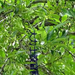 大力士膠官網
