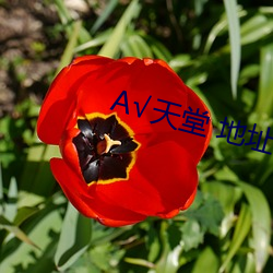 √天堂 地址 在线