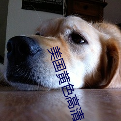 美国黄色高清 （知音识趣）