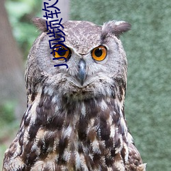 JJ視頻軟件免費