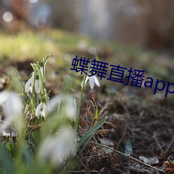 蝶舞直播app下载