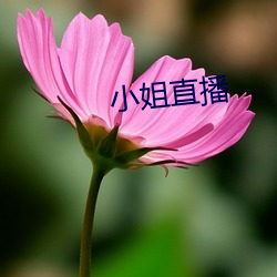 小姐直播 （轮焉奂焉）