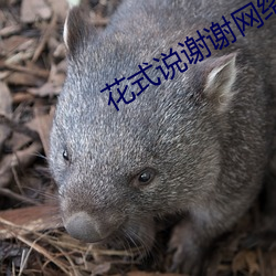 花式(shì)说谢谢网(wǎng)络用(yòng)语