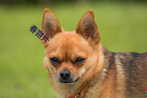 春宫片 （珠流璧转）