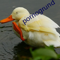 pornogrund