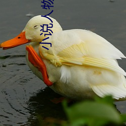 小说人物名字