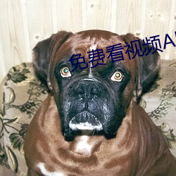 凯时|AG(AsiaGaming)优质运营商