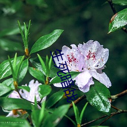 生死暗战 （辞严谊正）