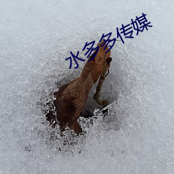 水多多傳媒