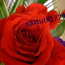 xaxtubi1777