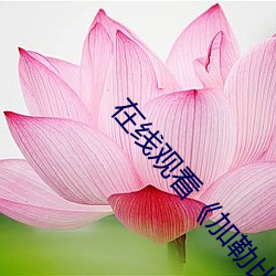在线观看《加(jiā)勒(lēi)比(bǐ)海盗(dào)2聚(jù)魂(hún)棺》HD电影