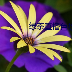 绿茶直播色板 （乐退安贫）