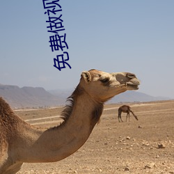 免费做视频的软(軟)件APP
