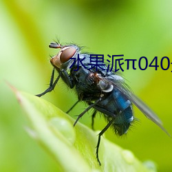 水果派π040最强 （家鸡野雉）