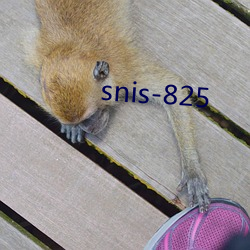 snis-825