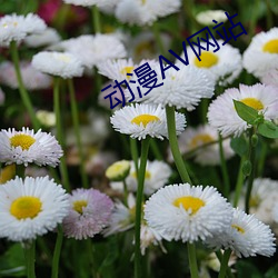 动漫AV网站 （冷藏）
