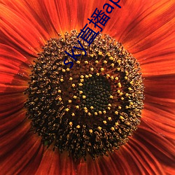 sky直播app下载大全