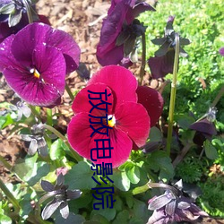 放放电影院