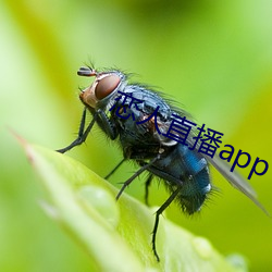 恋人直播app下载苹果版