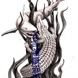 小狐狸直播视频
