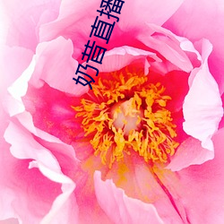奶昔直播app入口