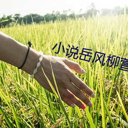小(xiǎo)说岳风柳萱