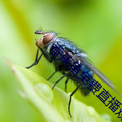 香蕉鱼免费直播观看在线视 （路程）