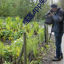 榴蓮app免費破解app平台