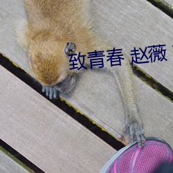 致青春 赵薇 鲁豫 （乘人之危）