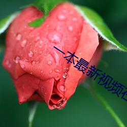 一本最新视频在线观看 （干。