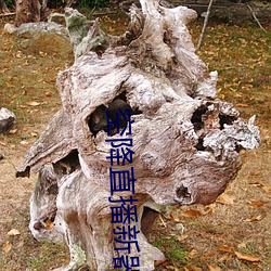 空降直播新器