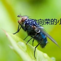 欣欣向荣的小说