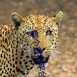 哪(nǎ)个(gè)直播平台开放一点(diǎn)