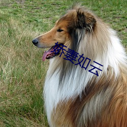 娇妻如云