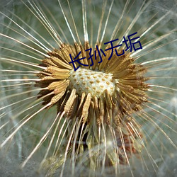 长孙无(wú)垢