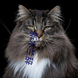 新木兰辞
