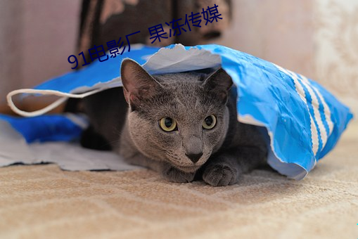91电影厂(chǎng) 果冻传媒