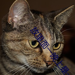 放里面一晚上是一种怎样的 （漱流枕石）