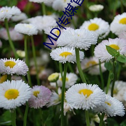 MD传媒官方网(wǎng)站入口进入(rù)