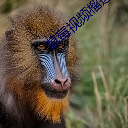 草莓視頻榴蓮視頻綠巨人視頻