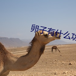 卵子有什么(me)功能