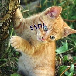 ssni