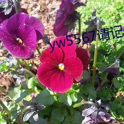 yw5567请记住此域名
