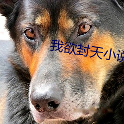 我欲封天小说 （密谈）
