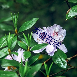 本道在线 （墨守成法）