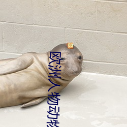 歐洲人物動物交互咬合視頻